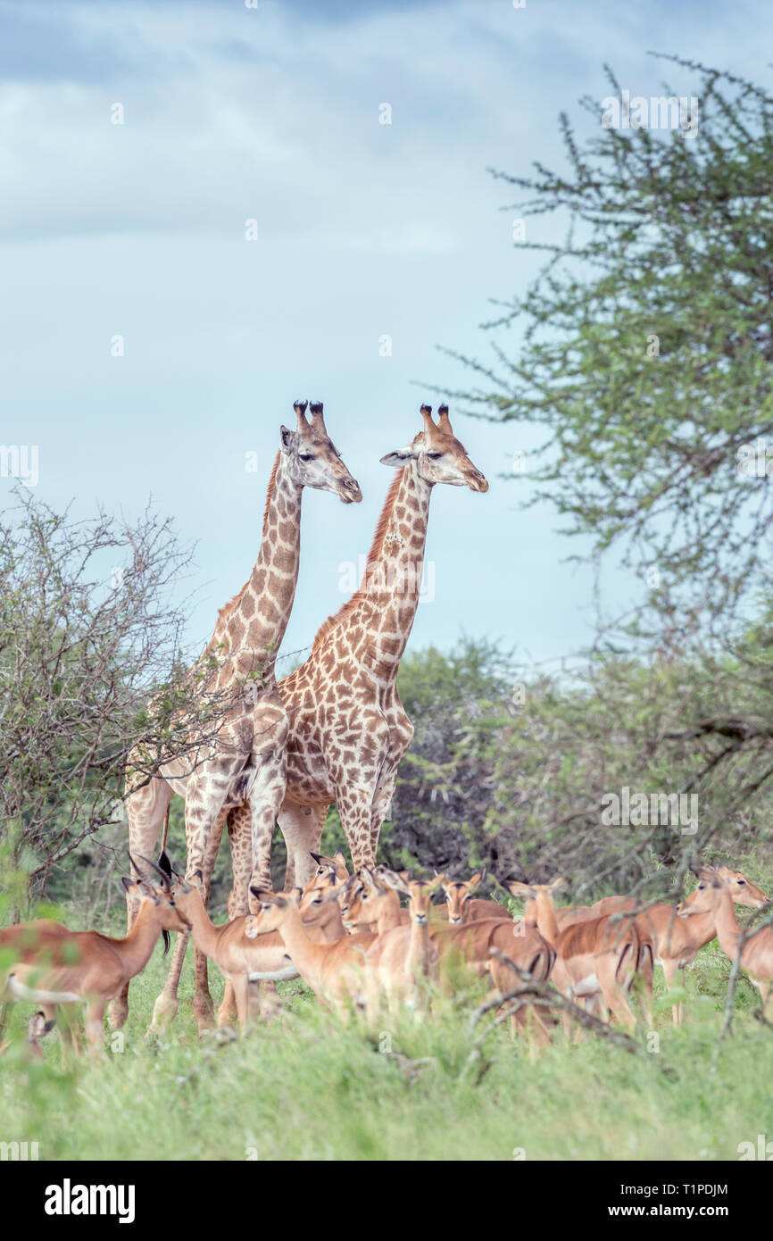 Couple de girafe et 501 dans le parc national Kruger, Afrique du Sud ; Espèce Giraffa camelopardalis famille de Giraffidae Banque D'Images