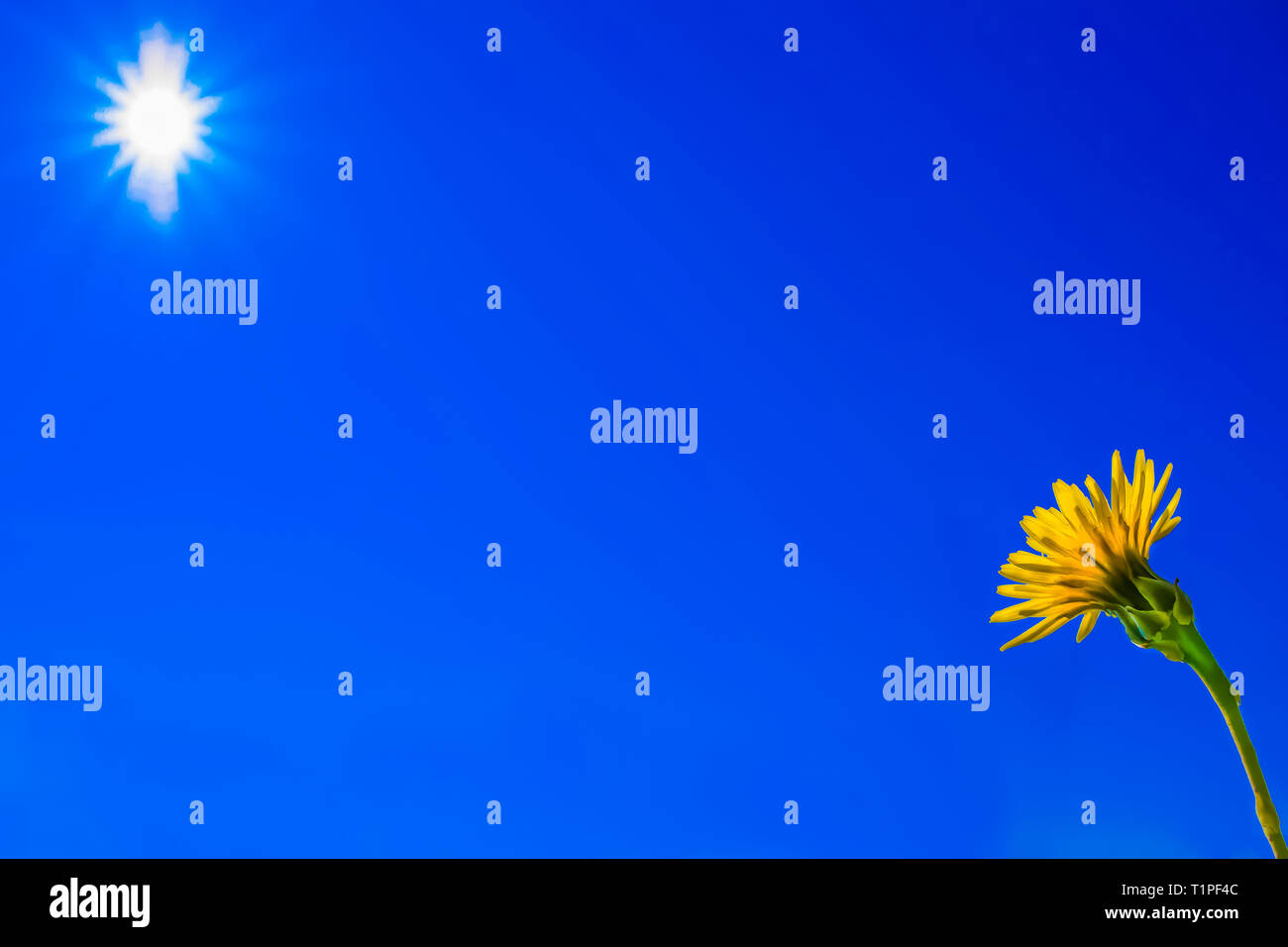 Printemps de fleurs sous le soleil dans le ciel bleu Banque D'Images