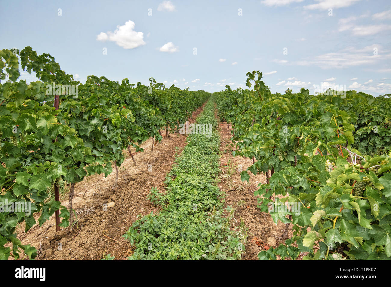 Niagara sur le lac qui produisent des champs de raisin de l'Ontario ...