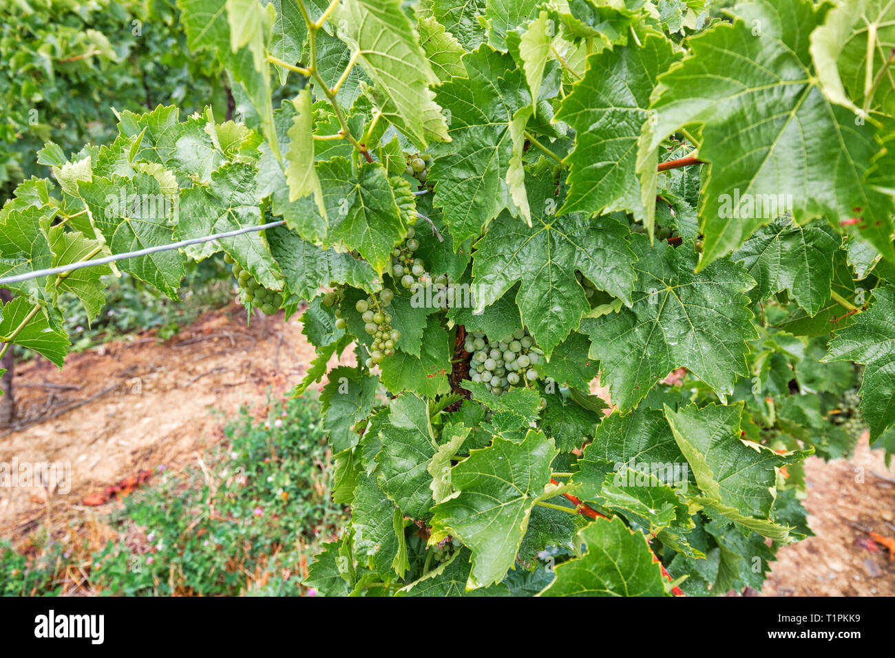Niagara sur le lac qui produisent des champs de raisin de l'Ontario ...