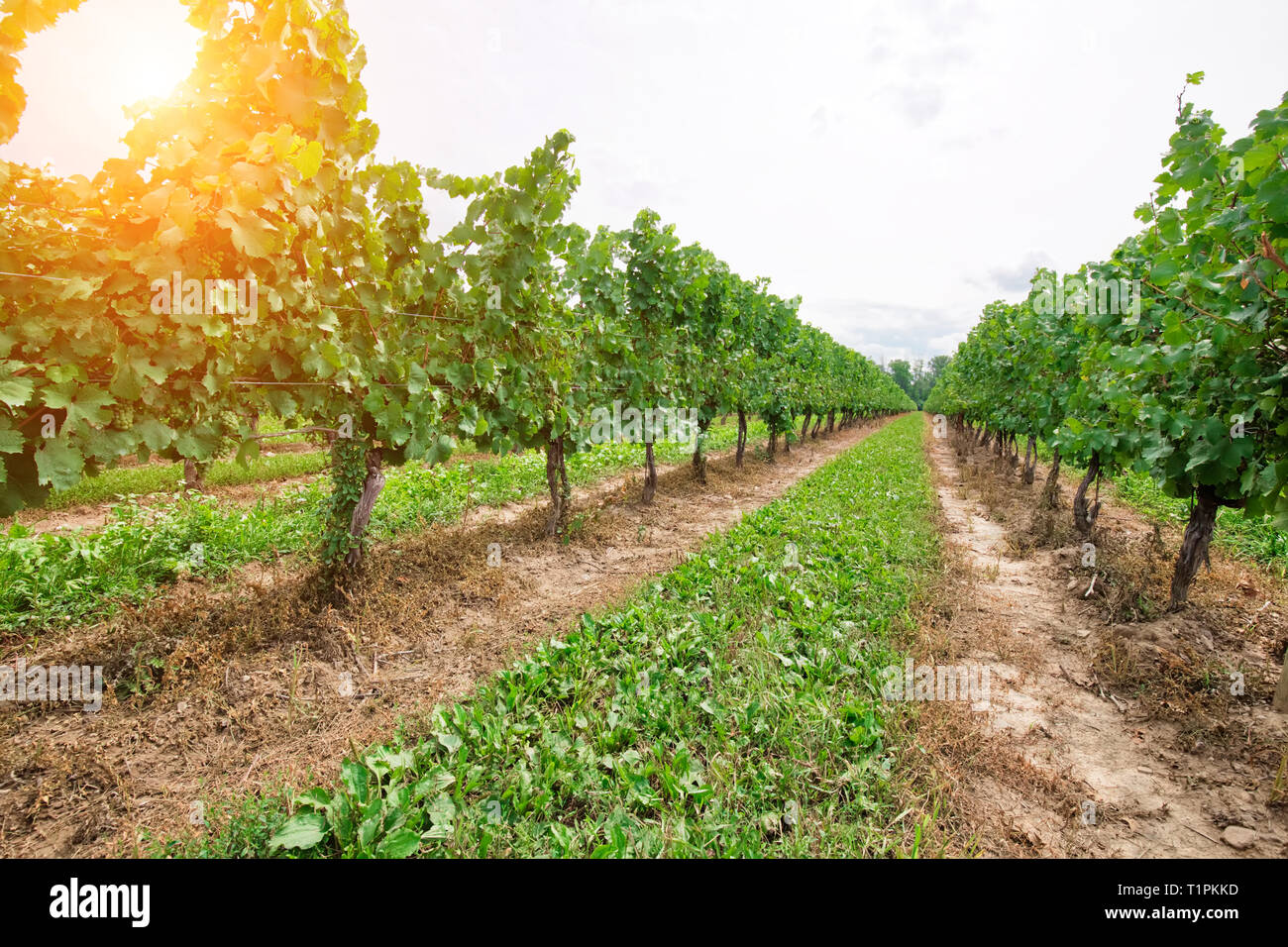 Niagara sur le lac qui produisent des champs de raisin de l'Ontario ...
