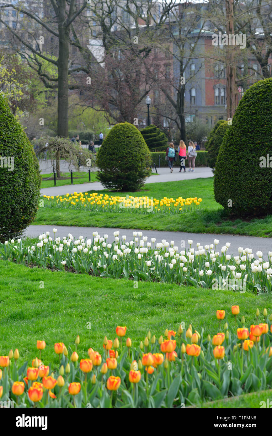 Orange, blanc et jaune des rangées de tulipes bordant la promenade de Boston Public Garden Banque D'Images