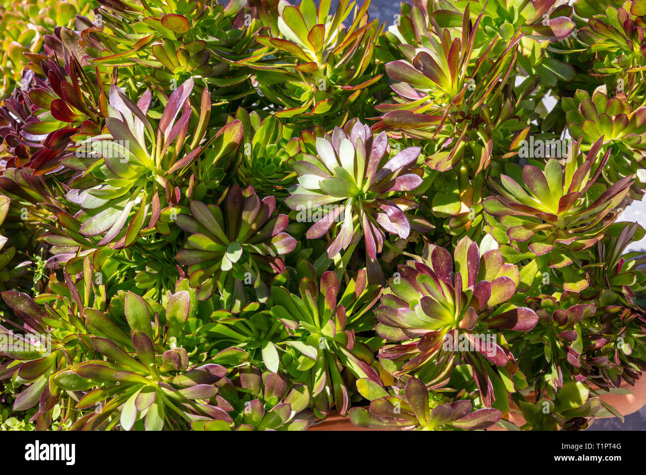 Plante succulente couleur violet vert vue en gros, journée ensoleillée, printemps. Full Frame background Banque D'Images