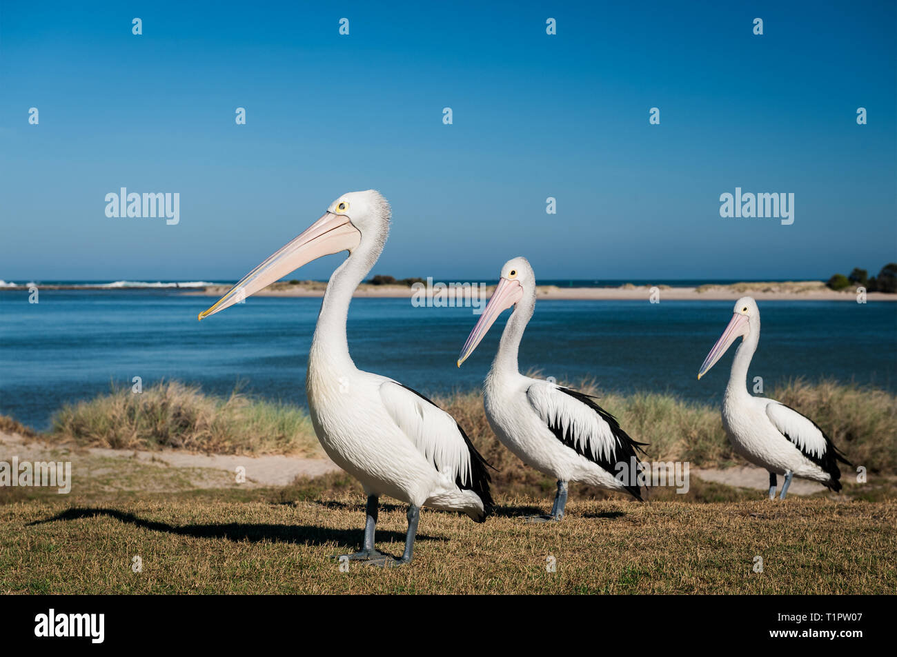 Les pélicans australiens sont les plus grandes de la famille pelican. Banque D'Images