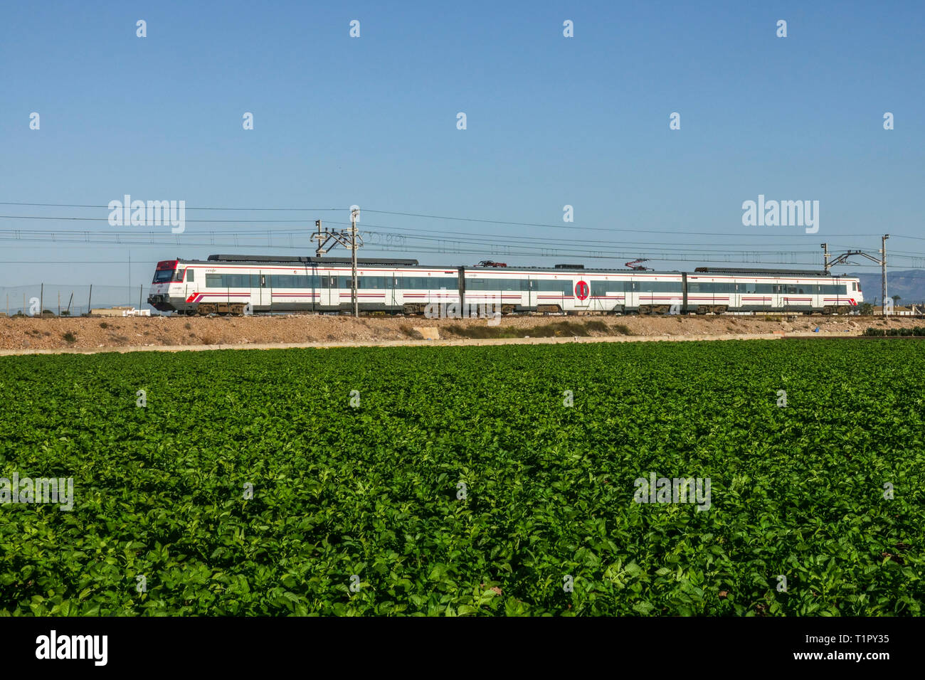 Cercanias - un train traversant un paysage agricole avec un champ de pommes de terre, train de banlieue Valencia Espagne Banque D'Images