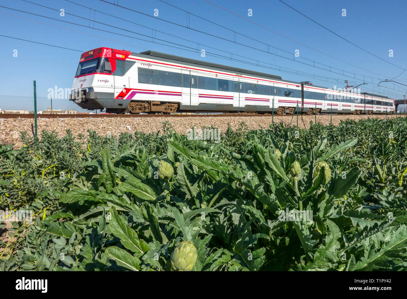 Cercanias - train de voyageurs traversant une campagne agricole avec des artichauts Espagne champ agricole Valence Espagne train banlieue Banque D'Images