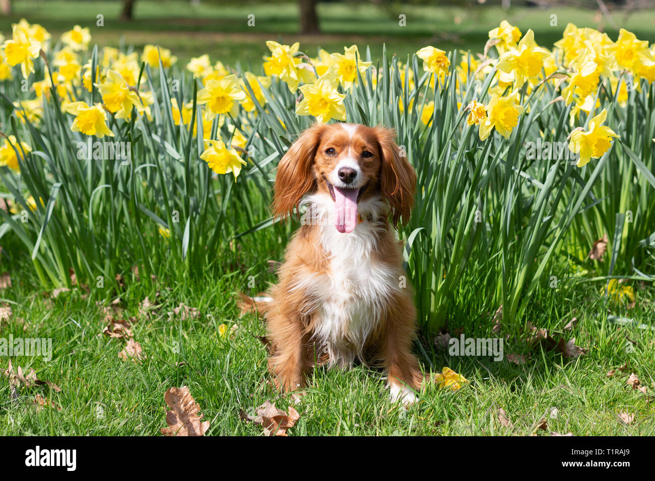 Londres, Royaume-Uni. 28 mars, 2019. Pip Cockapoo pose avec les jonquilles à sunny Greenwich Park un jour de beau temps dans la capitale. Rob Powell/Alamy Live News Banque D'Images