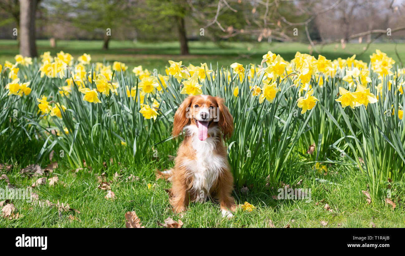 Londres, Royaume-Uni. 28 mars, 2019. Pip Cockapoo pose avec les jonquilles à sunny Greenwich Park un jour de beau temps dans la capitale. Rob Powell/Alamy Live News Banque D'Images