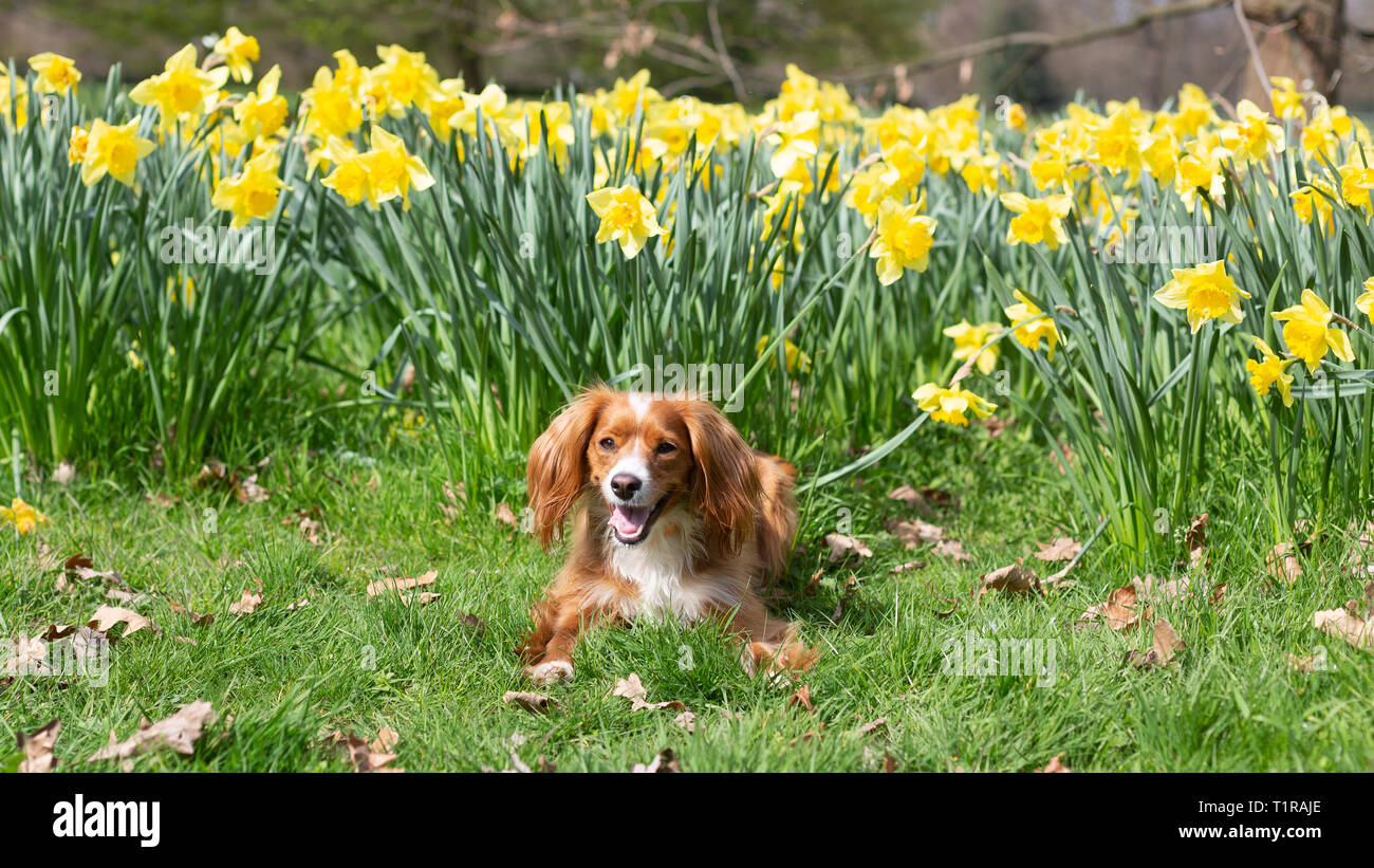 Londres, Royaume-Uni. 28 mars, 2019. Pip Cockapoo pose avec les jonquilles à sunny Greenwich Park un jour de beau temps dans la capitale. Rob Powell/Alamy Live News Banque D'Images