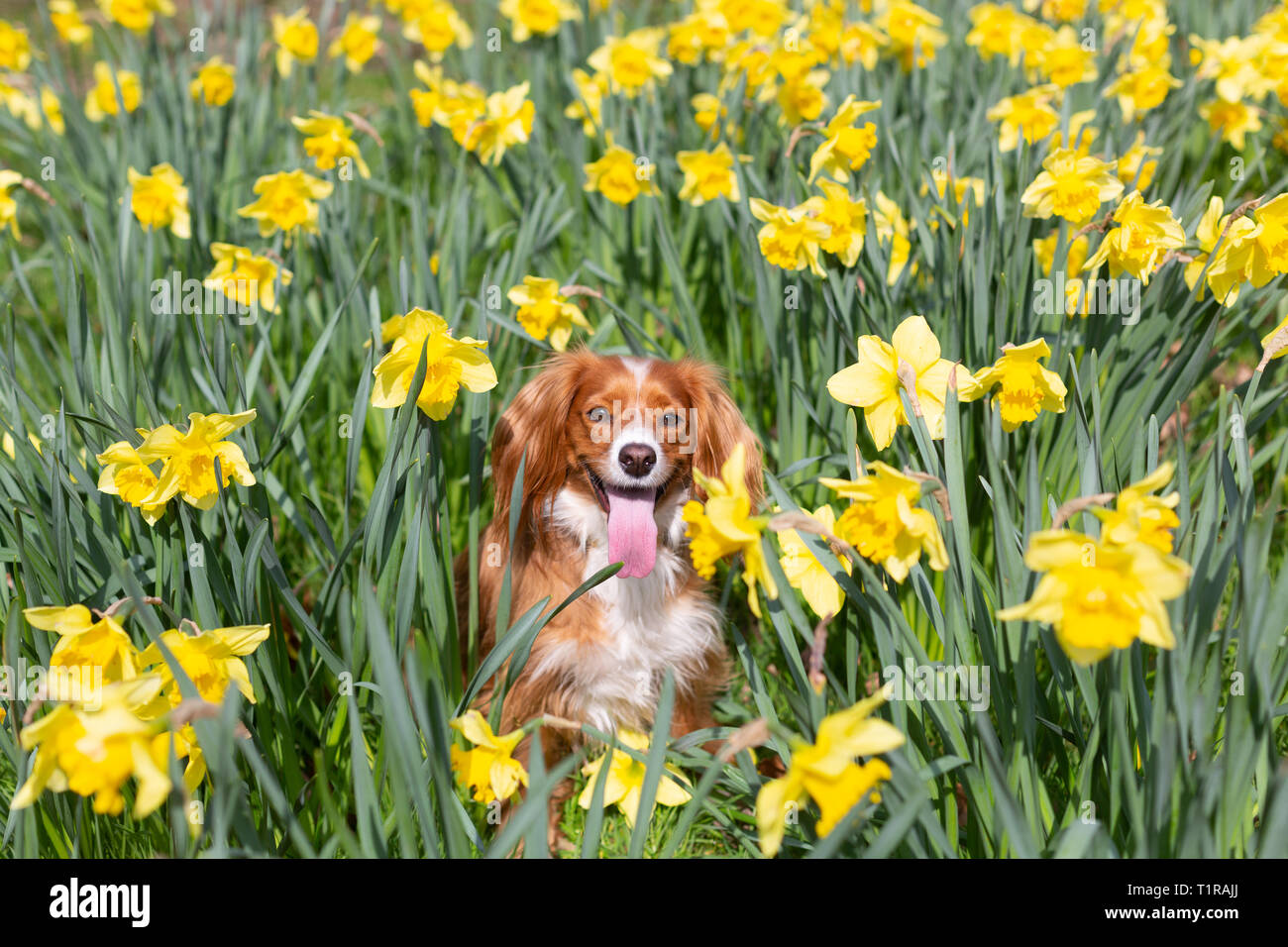 Londres, Royaume-Uni. 28 mars, 2019. Pip Cockapoo pose avec les jonquilles à sunny Greenwich Park un jour de beau temps dans la capitale. Rob Powell/Alamy Live News Banque D'Images
