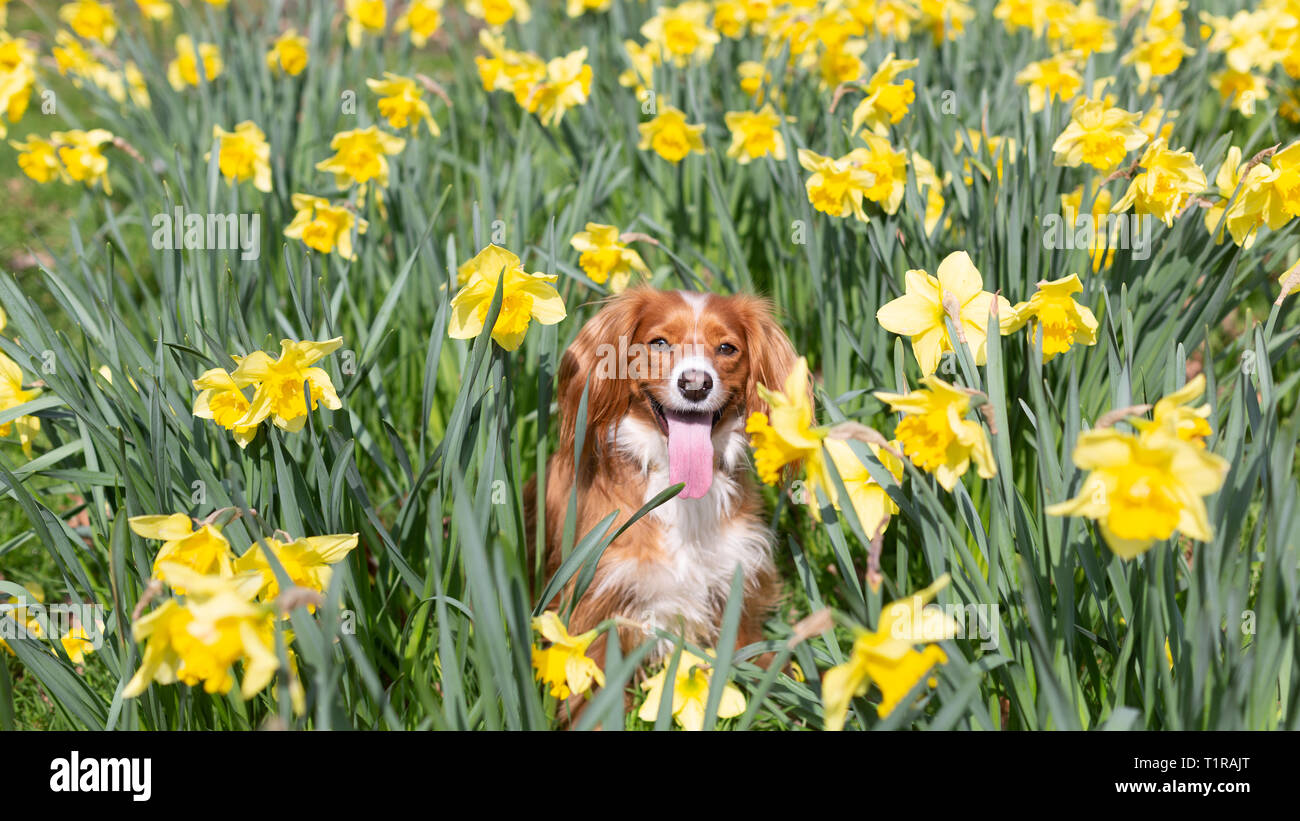 Londres, Royaume-Uni. 28 mars, 2019. Pip Cockapoo pose avec les jonquilles à sunny Greenwich Park un jour de beau temps dans la capitale. Rob Powell/Alamy Live News Banque D'Images