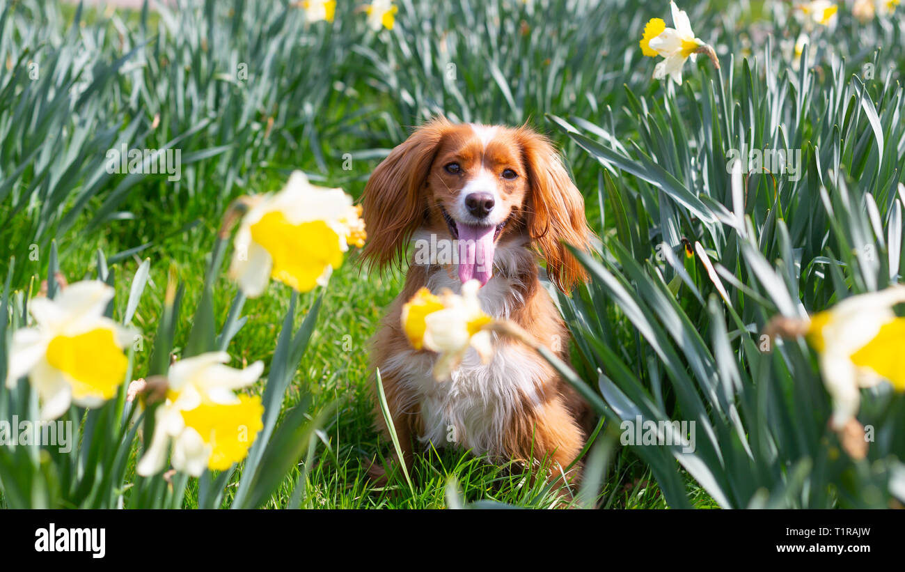 Londres, Royaume-Uni. 28 mars, 2019. Pip Cockapoo pose avec les jonquilles à sunny Greenwich Park un jour de beau temps dans la capitale. Rob Powell/Alamy Live News Banque D'Images