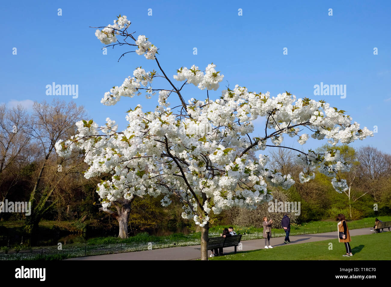 Londres, Royaume-Uni, le 28 mars 2019. Les personnes bénéficiant de beau temps dans Regent's Park, Londres. Credit : Yanice Idir / Alamy Live News. Banque D'Images