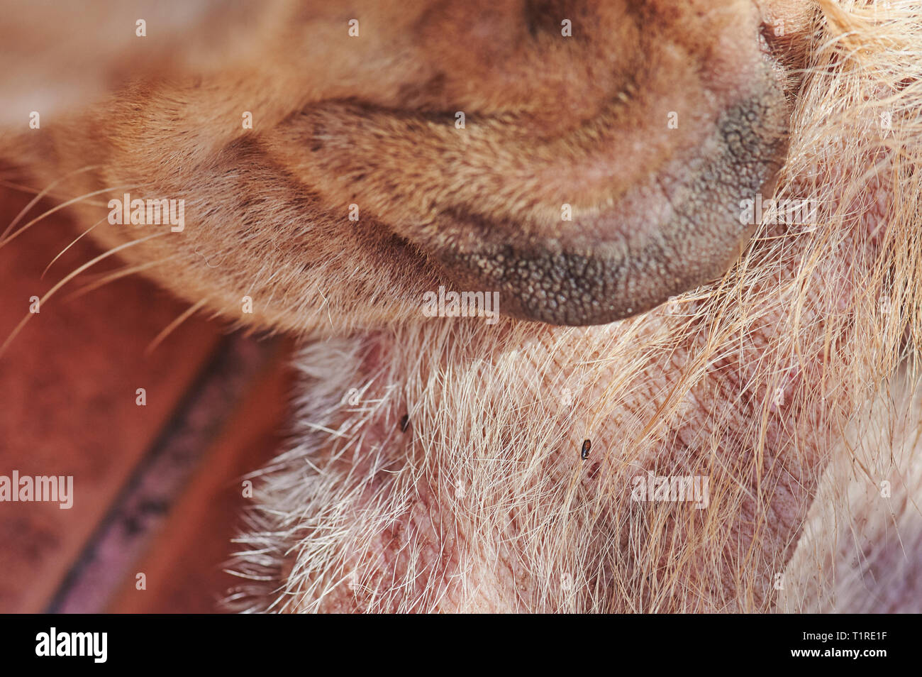 Piqure De Puce Banque De Photographies Et D Images A Haute Resolution Alamy
