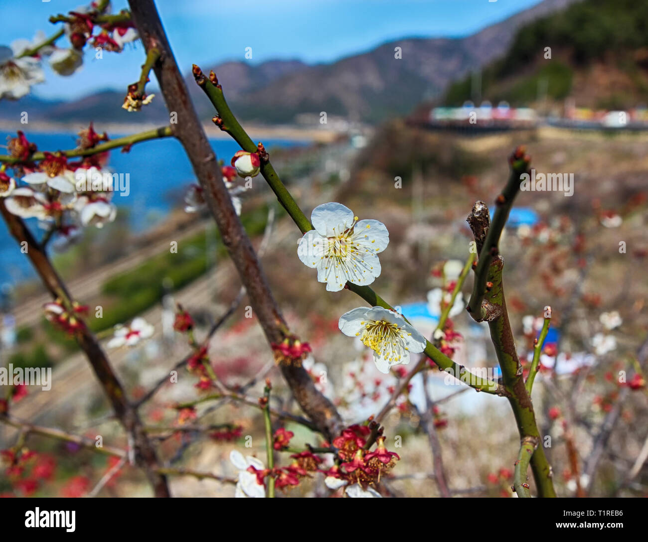 Fleurs de prunier dans Wondong Maehwa Village, Yangsan, Corée du Sud, Asie Banque D'Images