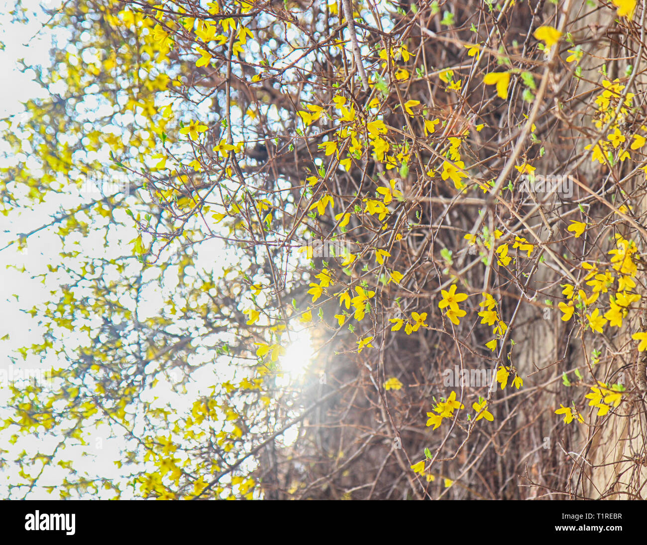 Forsythia fleurit au printemps, Haeundae, Busan, Corée du Sud, Asie Banque D'Images