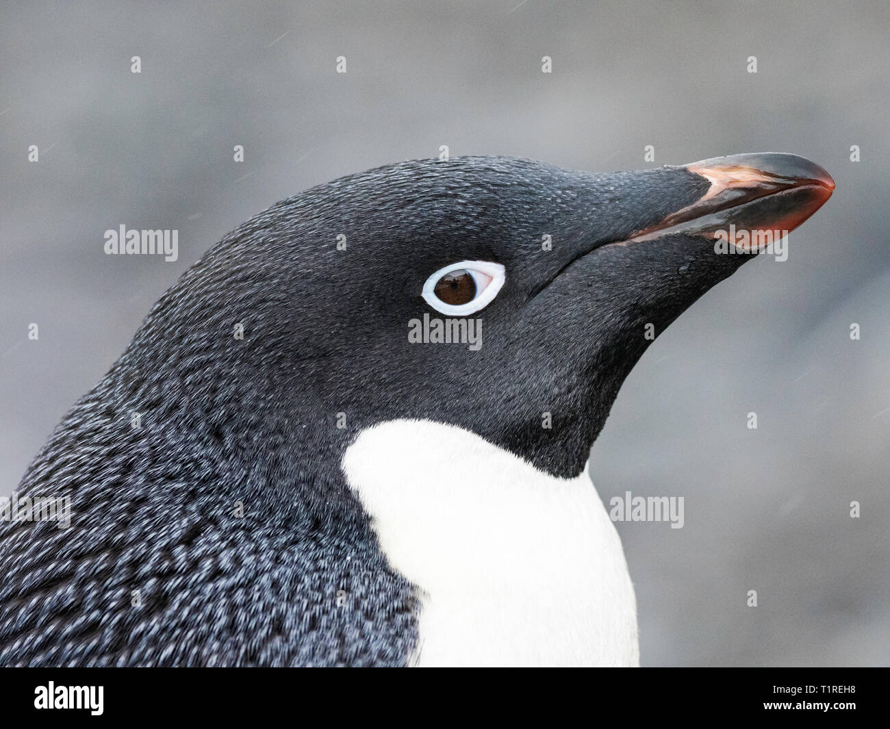 Manchot Adélie (Pygoscelis adeliae), head shot, Shingle Cove, Coronation Island, îles Orcades du Sud, l'Antarctique Banque D'Images