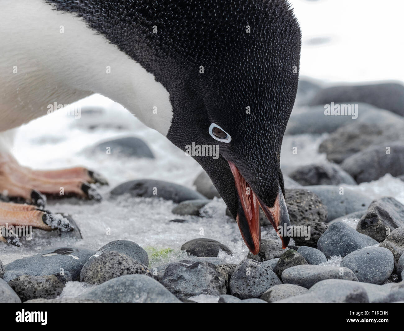 Manchot Adélie (Pygoscelis adeliae) Brown Bluff, Sound, dans l'Antarctique l'Antarctique Banque D'Images