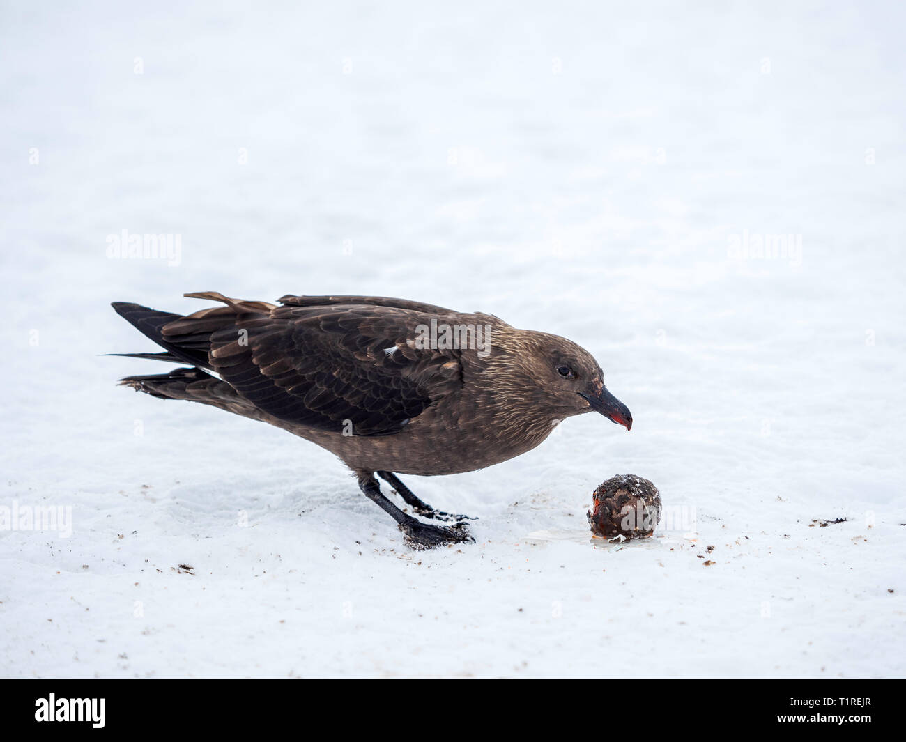 (Stercorarius skua polaire sud maccormicki) avec penguin oeuf, Port Lockroy, l'Antarctique Banque D'Images