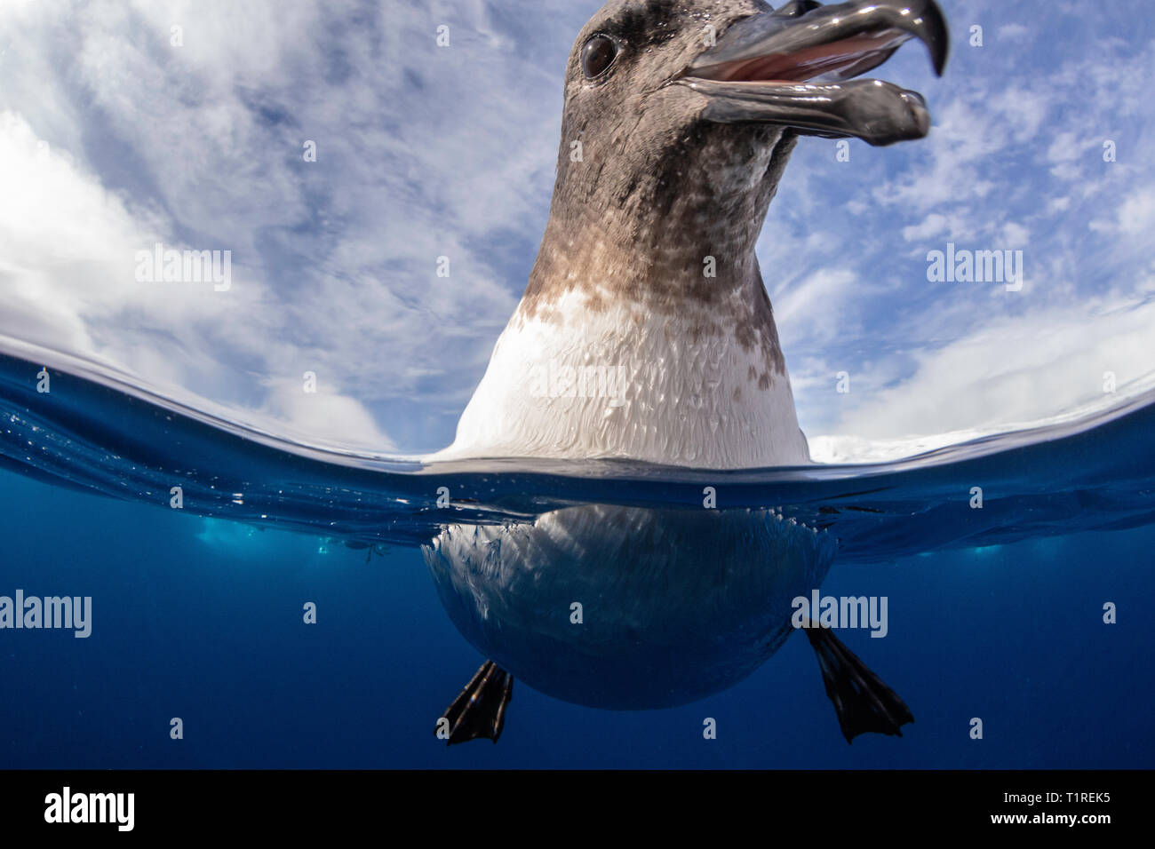 (Daption capense Cape petrel) Up Close and Personal, Lindblad Cove, péninsule antarctique, Trinity Banque D'Images