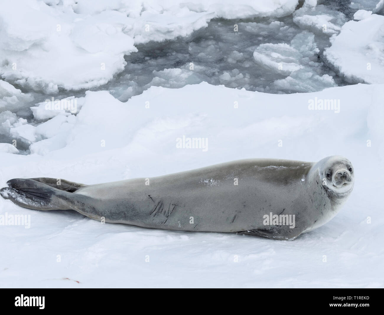 Les phoques crabiers (Lobodon carcinophaga), Canal Lemaire, l'Antarctique Banque D'Images