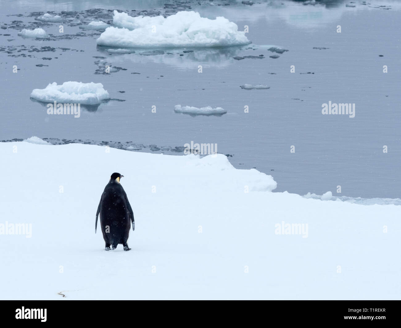 Manchot Empereur (Aptenodytes forsteri), Brown Bluff, Sound, dans l'Antarctique l'Antarctique Banque D'Images