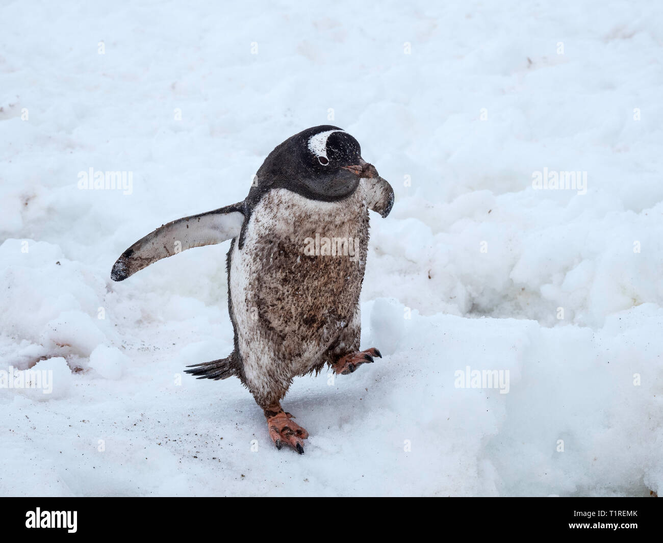 Dirty bird, Gentoo pingouin (Pygoscelis papua), Neko Harbour, l'Antarctique Banque D'Images