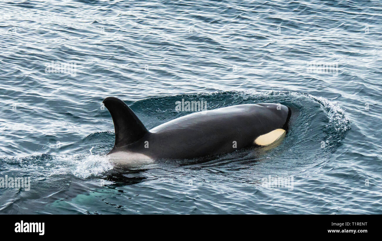 Tapez 'A' les épaulards, Orcinus orca, dans le détroit de Gerlache, l'Antarctique Banque D'Images