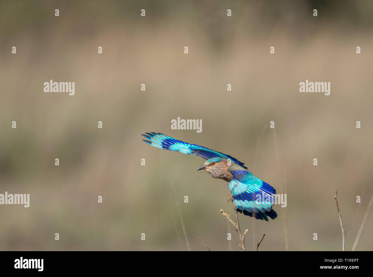 Rouleau indien oiseau en vol à la réserve de tigres de Tadoba Maharashtra, Inde Banque D'Images