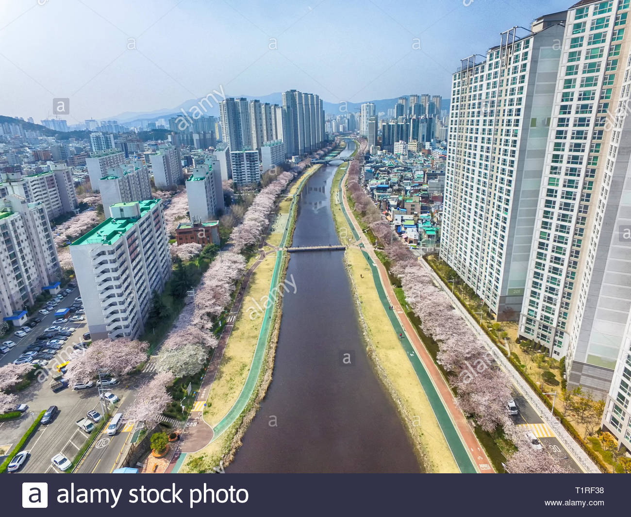 Les fleurs de cerisier fleurissent dans Oncheoncheon Citizens Park , Busan, Corée du Sud, Asie Banque D'Images