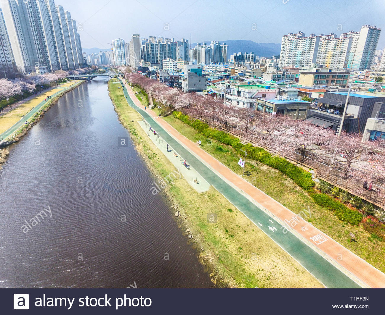 Les fleurs de cerisier fleurissent dans Oncheoncheon Citizens Park , Busan, Corée du Sud, Asie Banque D'Images