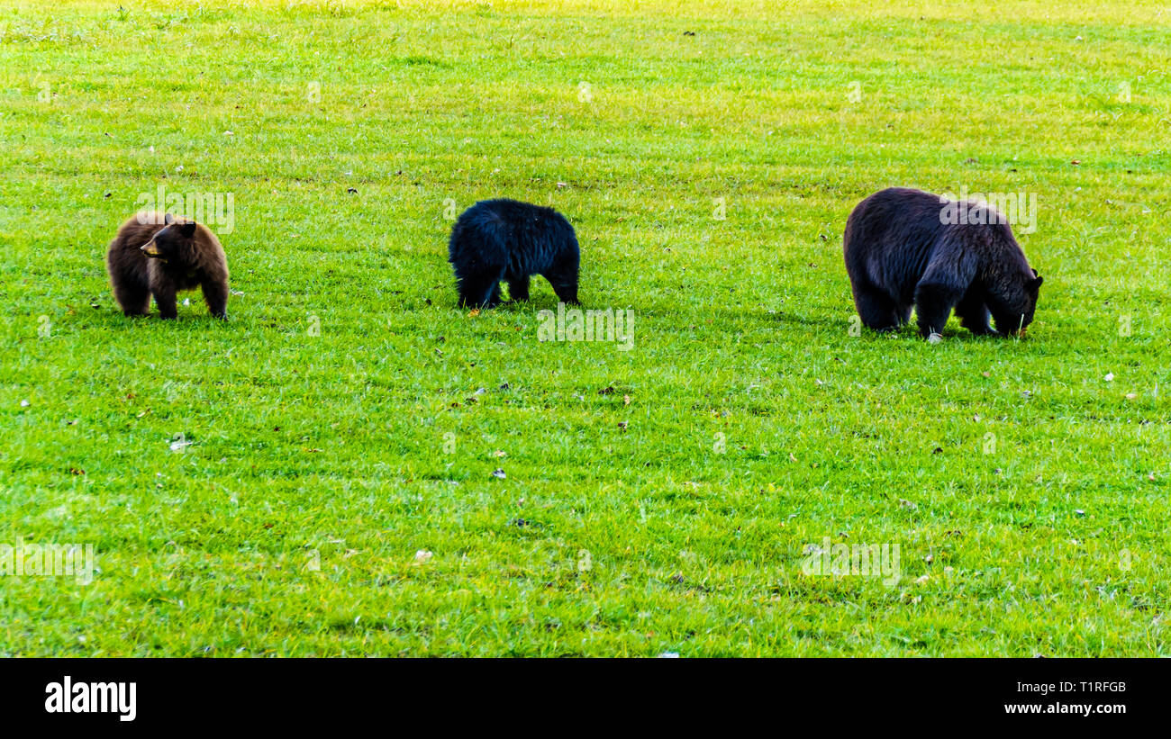 L'ours noir avec une fourrure épaisse se nourrir dans un champ au début de l'hiver avant de passer en hibernation dans le parc provincial Wells Gray en B,C., Canada Banque D'Images