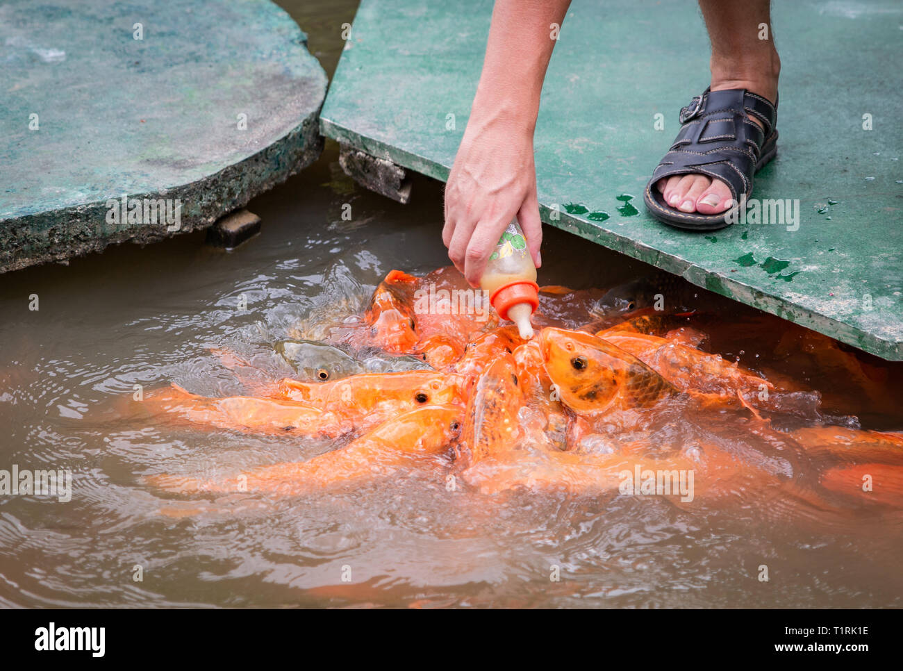 Or les poissons affamés d'Asie consomme des aliments à partir de la bouteille dans l'étang. la main de l'homme. l'homme se nourrit de poissons. Banque D'Images