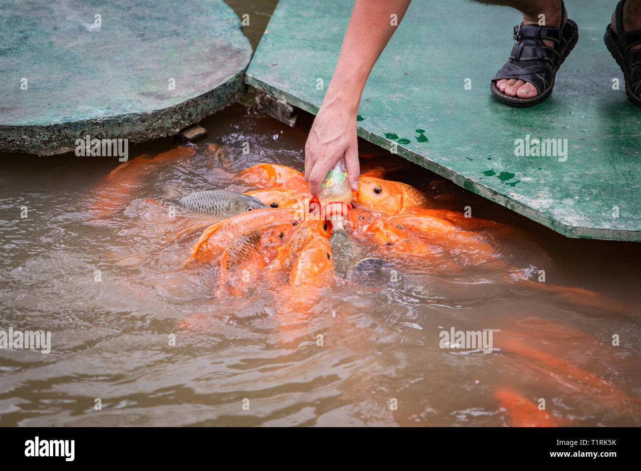Or les poissons affamés d'Asie consomme des aliments à partir de la bouteille dans l'étang. la main de l'homme. l'homme se nourrit de poissons. Banque D'Images