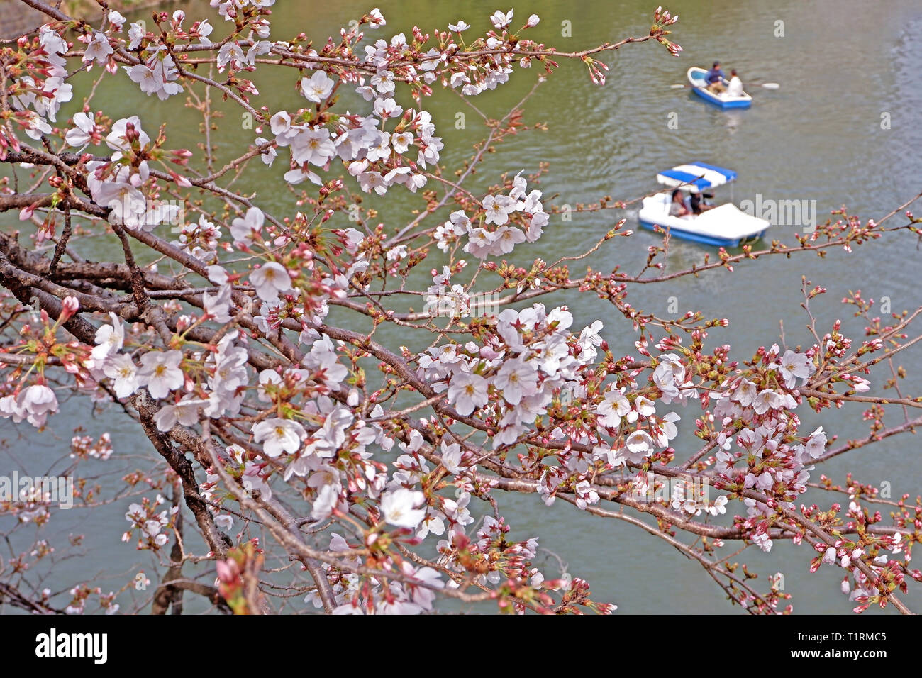 Sakura la fleur de cerisier fleurs et locations de bateau en Japon Tokyo parc Banque D'Images