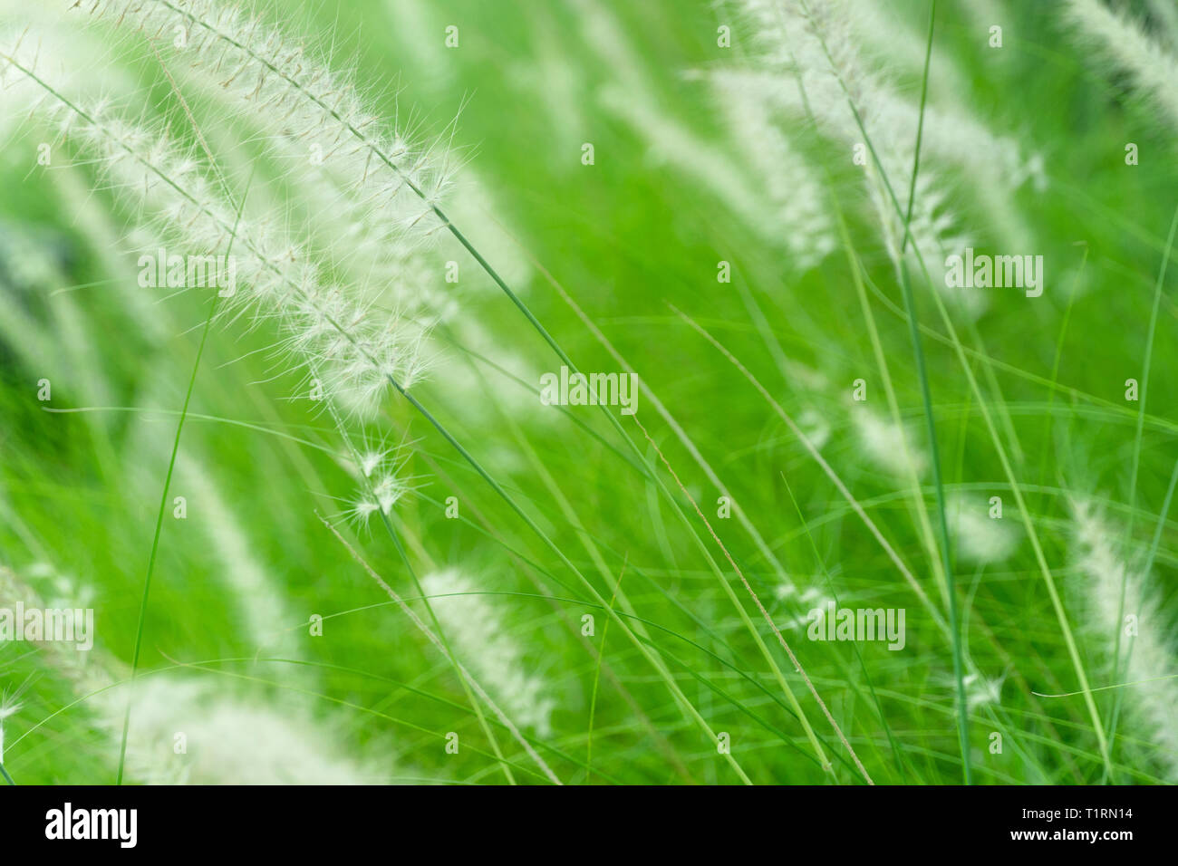 L'herbe tendre blanc fleur sur fond d'été nature vert Banque D'Images