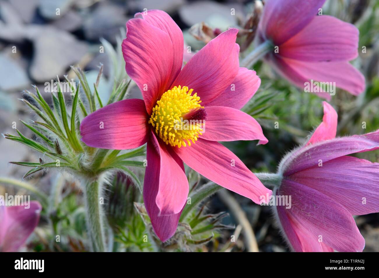 Rubra Pulsatilla vulgaris anémone pulsatille rouge fleurs Photo Stock -  Alamy