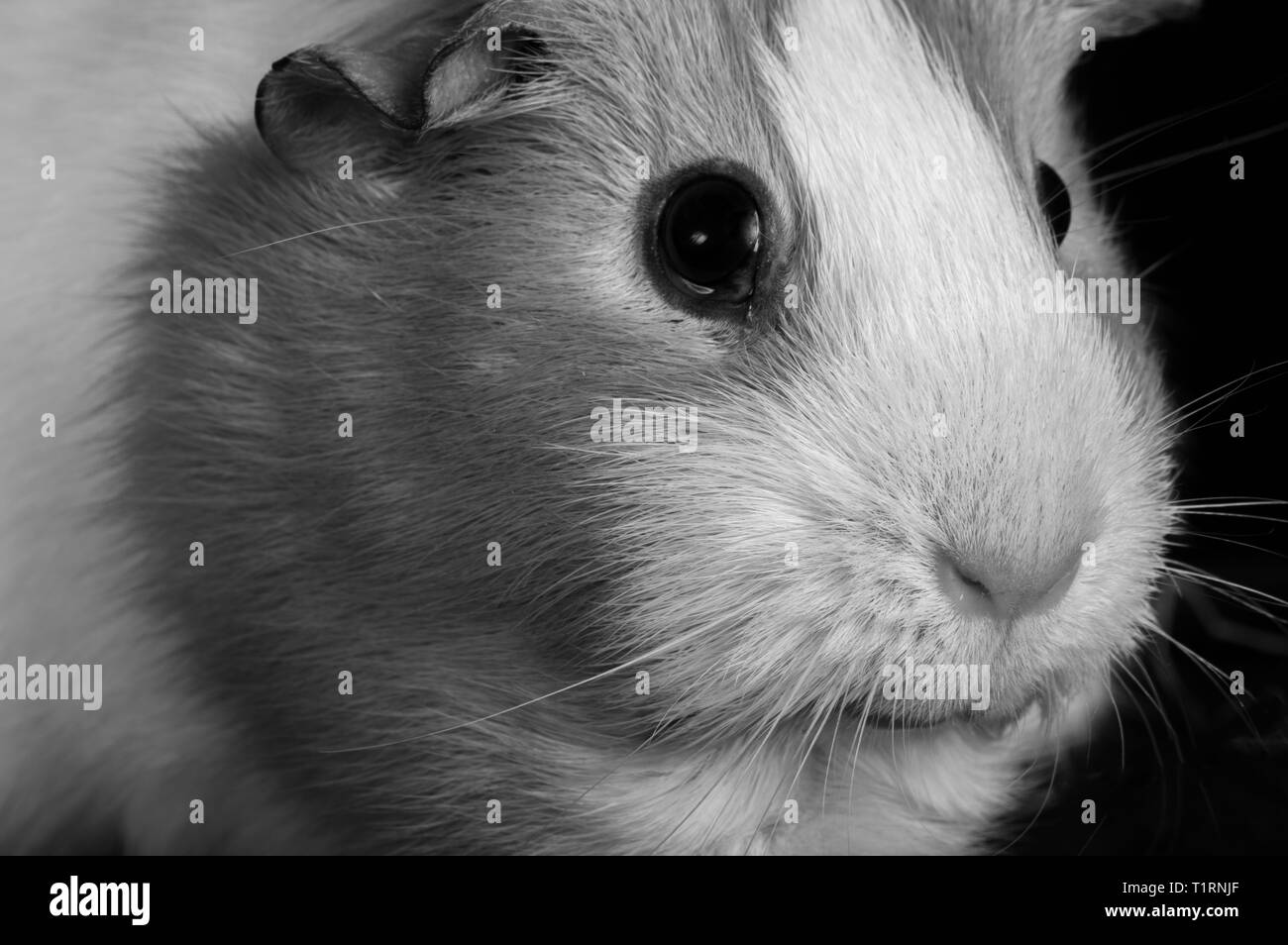 Toutes les créatures grandes et petites. Banque D'Images