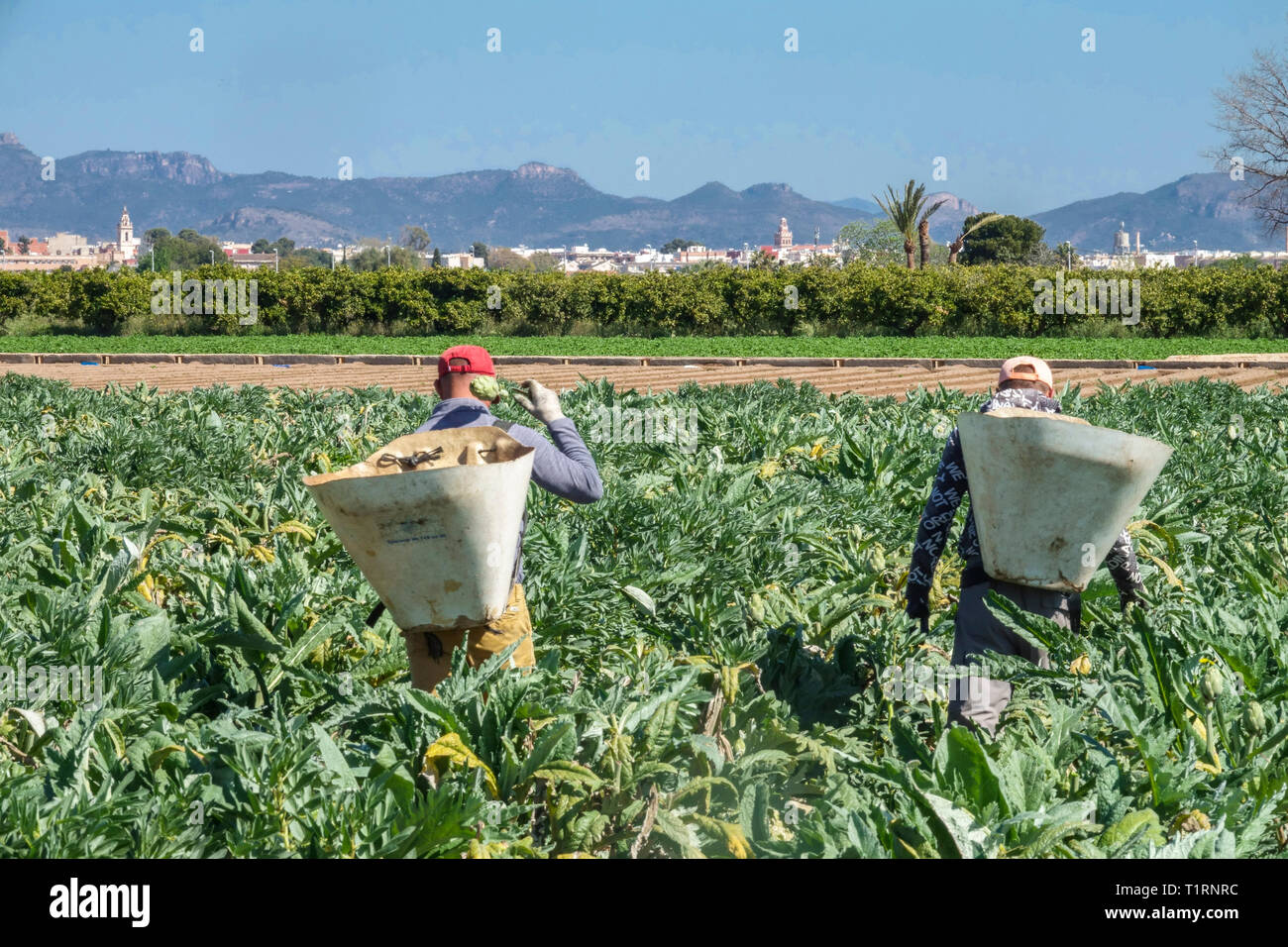 Deux hommes ouvriers récolte des artichauts Feld Agriculture travailleur agricole champ Artichaut récolte des terres agricoles rurales région Valence Espagne Europe Banque D'Images