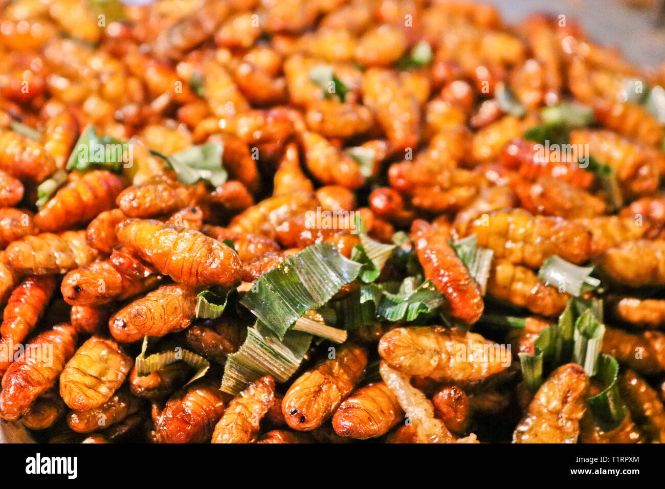 La cuisine exotique - poêlée de larves de vers à soie Banque D'Images