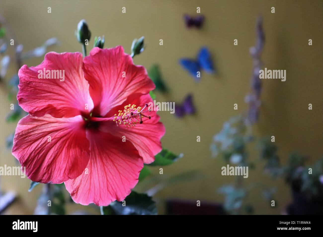 Close-up of hibiscus fleur dans la maison balcon Jardin/Ahmedabad Banque D'Images