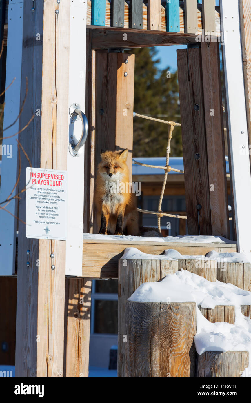 Le renard roux, Vulpes vulpes dans une aire de jeux pour enfants en hiver. Carcross (Yukon, Canada Banque D'Images