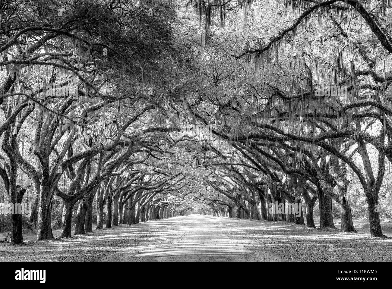 Avec l'allée des chênes la vie en Géorgie Banque D'Images