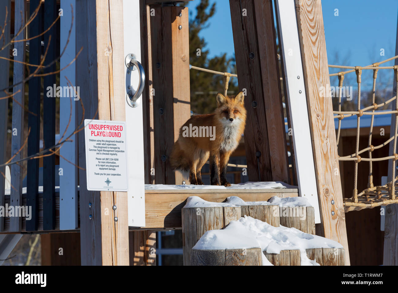 Le renard roux, Vulpes vulpes dans une aire de jeux pour enfants en hiver. Carcross (Yukon, Canada Banque D'Images
