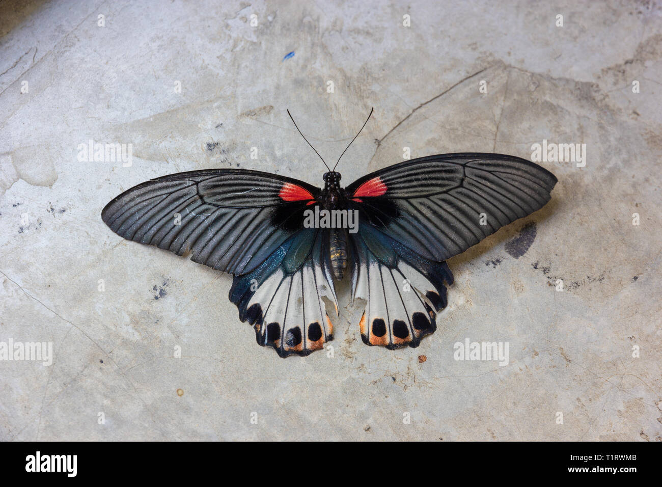 Vieux Papilio machaon papillon ou Swallowtail butterfly sur fond de ciment gris Banque D'Images