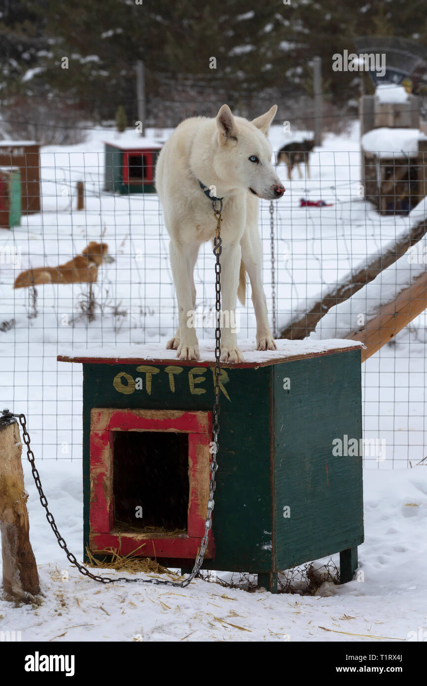 Alaskan Husky Une Race De Chiens Développé Pour La Vitesse