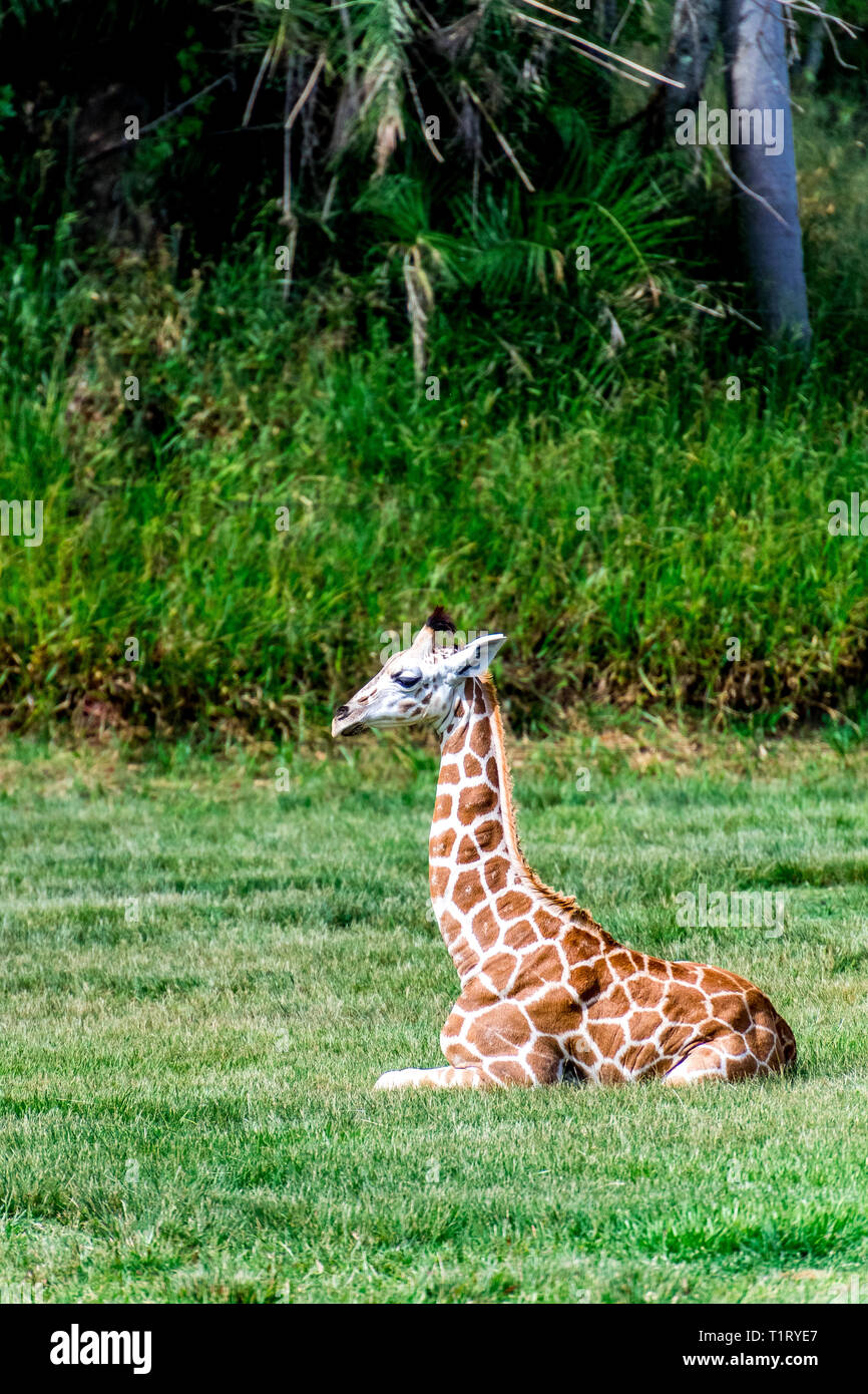 Un Tres Mignon Bebe Girafe Rothschild Assise Seule Sur Le Terrain Photo Stock Alamy