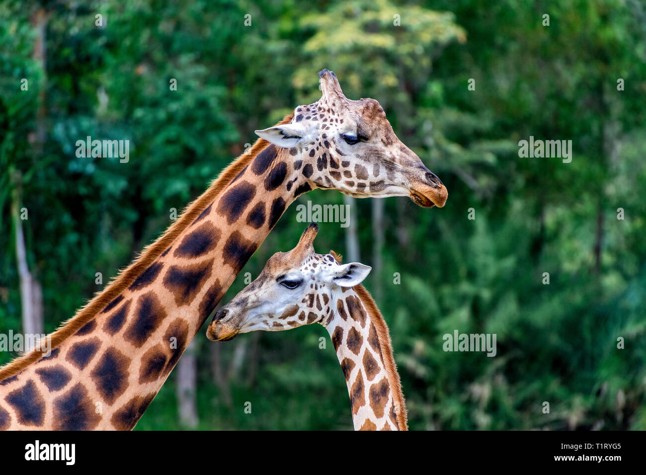 Deux magnifiques girafes avec la peau caractéristique qui distingue alors comme une girafe de Rothschild. Banque D'Images
