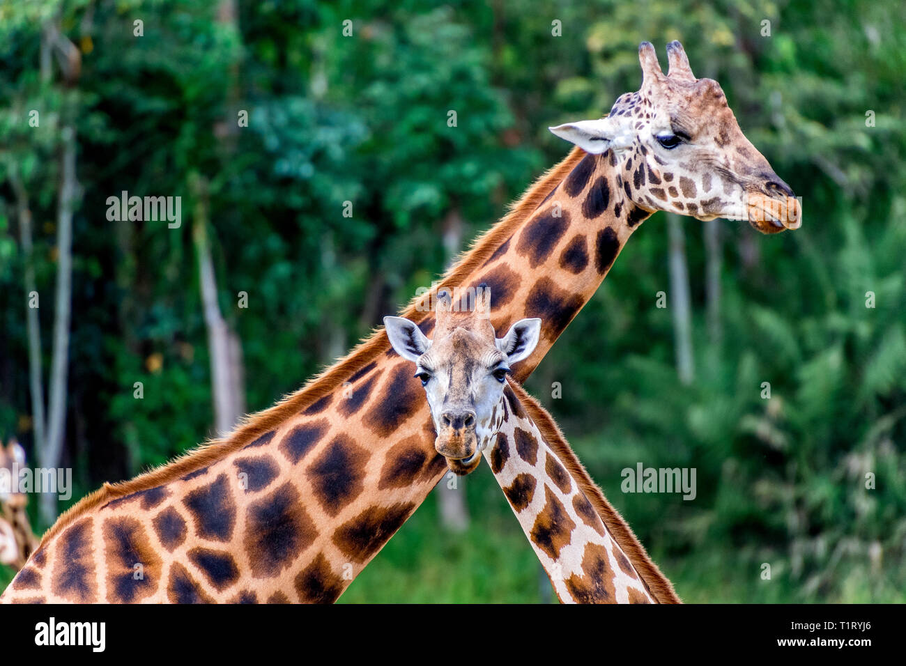 Deux girafes de l'Afrique de l'curieux de mâcher de l'herbe. Banque D'Images