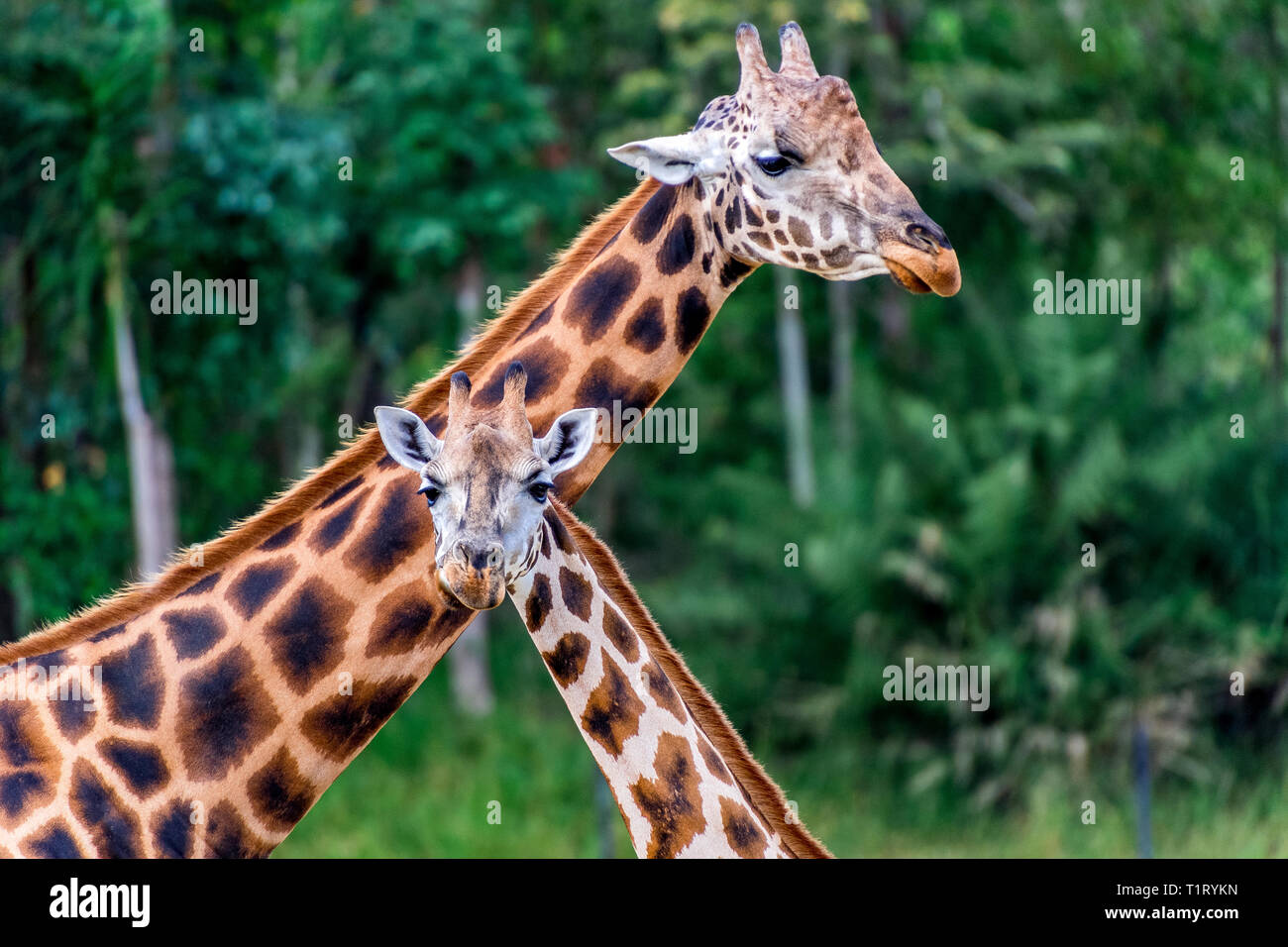 Deux Rothschild girafe de la, généralement trouvés au Kenya, au Soudan du Sud et en Ouganda. Banque D'Images